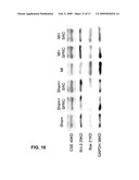 Method Of Synthesizing S-Allyl-Cysteine Analogues And Their Therapeutic Application In Treating Myocardial Infarction diagram and image