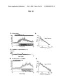 Neuronal Avalanche Assay diagram and image