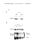 IGF-1 Novel peptides diagram and image