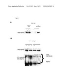 IGF-1 Novel peptides diagram and image