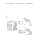 IGF-1 Novel peptides diagram and image