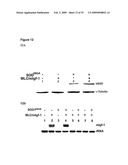 IGF-1 Novel peptides diagram and image