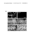 IGF-1 Novel peptides diagram and image