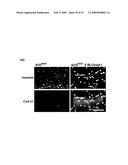 IGF-1 Novel peptides diagram and image