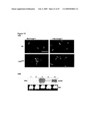 IGF-1 Novel peptides diagram and image