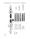 IGF-1 Novel peptides diagram and image