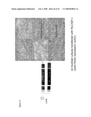 IGF-1 Novel peptides diagram and image