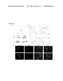 IGF-1 Novel peptides diagram and image