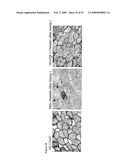 IGF-1 Novel peptides diagram and image