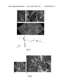 ROBUST MOSAICING METHOD. NOTABLY WITH CORRECTION OF MOTION DISTORTIONS AND TISSUE DEFORMATIONS FOR A VIVO FIBERED MICROSCOPY diagram and image