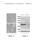 COLD STORAGE OF MODIFIED PLATELETS diagram and image