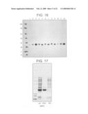 Modified Fc molecules diagram and image