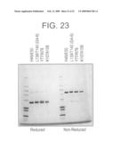 Modified Fc molecules diagram and image