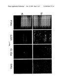 Soluble Forms of Hendra and Nipah Virus G Glycoprotein diagram and image