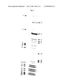 Method for purifying proteins and/or biomolecule or protein complexes diagram and image