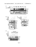 NOVEL PROTEIN MEMBER OF THE RAS/MAPK PATHWAY, ANTIBODIES THEREOF AND METHODS AND KITS OF USING SAME diagram and image