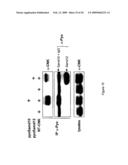 NOVEL PROTEIN MEMBER OF THE RAS/MAPK PATHWAY, ANTIBODIES THEREOF AND METHODS AND KITS OF USING SAME diagram and image