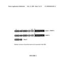 FOLDED RECOMBINANT CATALYTIC FRAGMENTS OF MULTIDOMAIN SERINE PROTEASES, PREPARATION AND USES THEREOF diagram and image