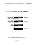 FOLDED RECOMBINANT CATALYTIC FRAGMENTS OF MULTIDOMAIN SERINE PROTEASES, PREPARATION AND USES THEREOF diagram and image