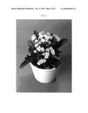 Method for breeding double-type kalanchoe interspecific hybrids diagram and image