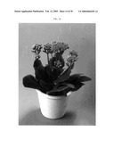 Method for breeding double-type kalanchoe interspecific hybrids diagram and image