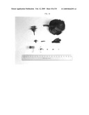 Method for breeding double-type kalanchoe interspecific hybrids diagram and image