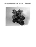 Method for breeding double-type kalanchoe interspecific hybrids diagram and image