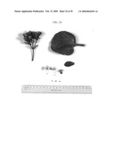 Method for breeding double-type kalanchoe interspecific hybrids diagram and image