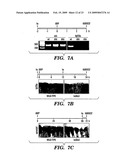 METHODS FOR INCREASING CELL OR TISSUE REGENERATION IN A VERTEBRATE SUBJECT diagram and image