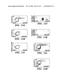 METHODS FOR INCREASING CELL OR TISSUE REGENERATION IN A VERTEBRATE SUBJECT diagram and image