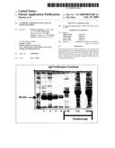 Antibody inhibiting infection of papillomavirus diagram and image