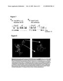 Antibody inhibiting infection of papillomavirus diagram and image