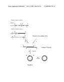 BULK NEGATIVE INDEX OF REFRACTION MATERIALS WITH RESPONSE IN THE VISIBLE diagram and image