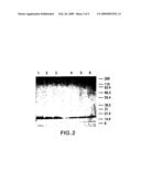 Moraxella catarrhalis protein, nucleic acid sequence and uses thereof diagram and image