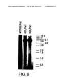 Moraxella catarrhalis protein, nucleic acid sequence and uses thereof diagram and image