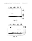 Moraxella catarrhalis protein, nucleic acid sequence and uses thereof diagram and image