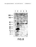 Moraxella catarrhalis protein, nucleic acid sequence and uses thereof diagram and image