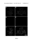 NANOCLUSTERS FOR DELIVERY OF THERAPEUTICS diagram and image