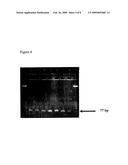 METHOD FOR THE DETECTION OF HPV AND PROBES, PRIMERS AND KITS diagram and image