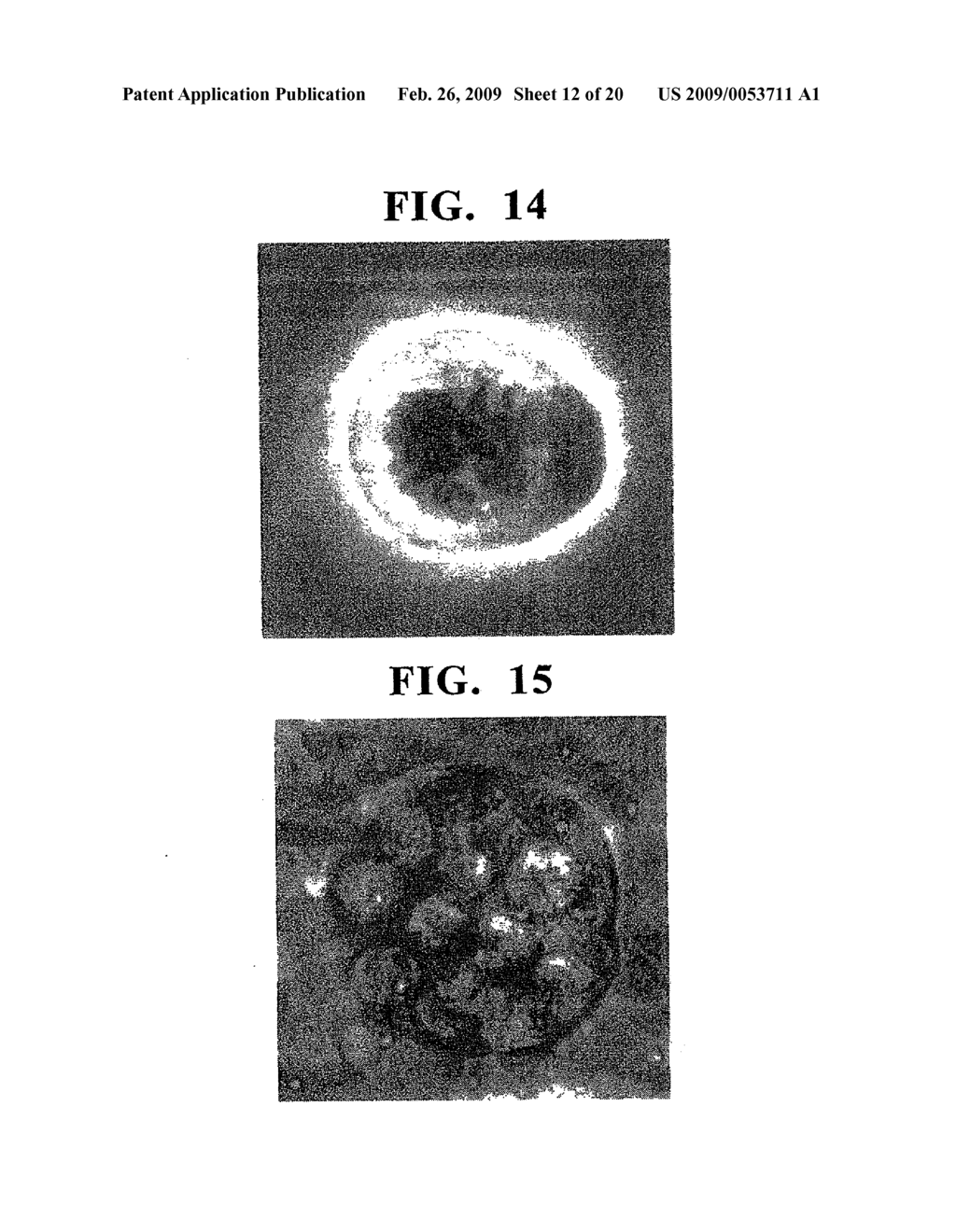 PSEUDO-TISSUE FOR ACCURACY CONTROL, METHOD FOR CONTROLLING ACCURACY BY USING THE SAME, AND METHOD FOR MANUFACTURING THE SAME - diagram, schematic, and image 13