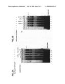 Transcriptional Regulation of High Affitnity Ige Receptor Gamma-Chain diagram and image