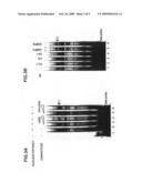 Transcriptional Regulation of High Affitnity Ige Receptor Gamma-Chain diagram and image