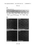 TAT-utrophin as a protein therapy for dystrophinopathies diagram and image