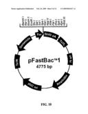 TAT-utrophin as a protein therapy for dystrophinopathies diagram and image