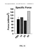 TAT-utrophin as a protein therapy for dystrophinopathies diagram and image