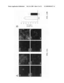 TAT-utrophin as a protein therapy for dystrophinopathies diagram and image