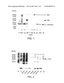 Novel Therapeutic Use of Viral Inflammation Modulatory Protein in Blocking Xenograft Rejection diagram and image