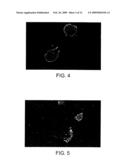 Novel Therapeutic Use of Viral Inflammation Modulatory Protein in Blocking Xenograft Rejection diagram and image