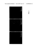 Peptide inhibitors of cyclin-dependent kinase activity and uses thereof diagram and image