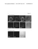 Use of heat-shock protein 27 for cardiovascular disease prevention and treatment diagram and image